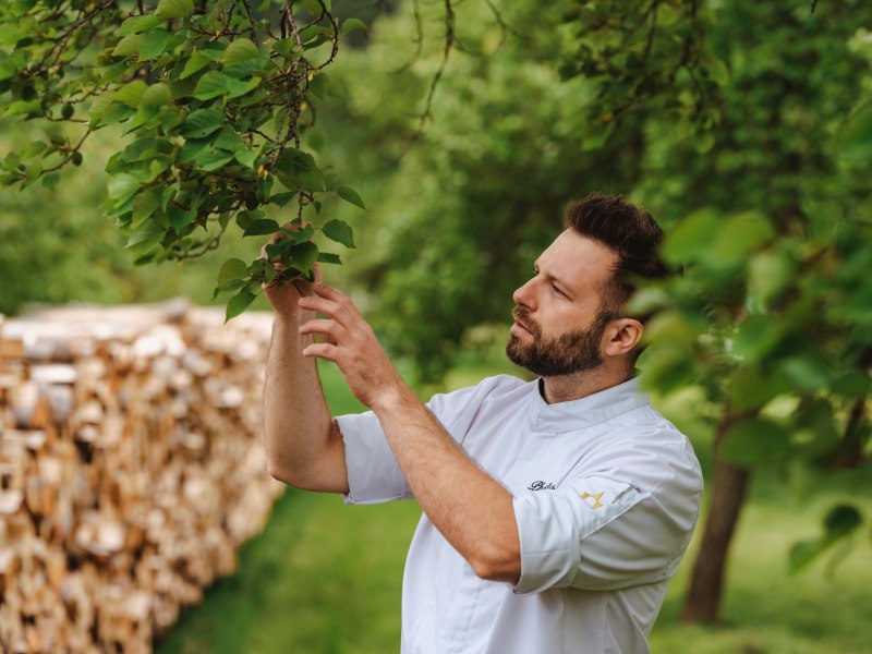 Marillen aus dem eigenen Garten, © Niederösterreich Werbung/Michael Reidinger