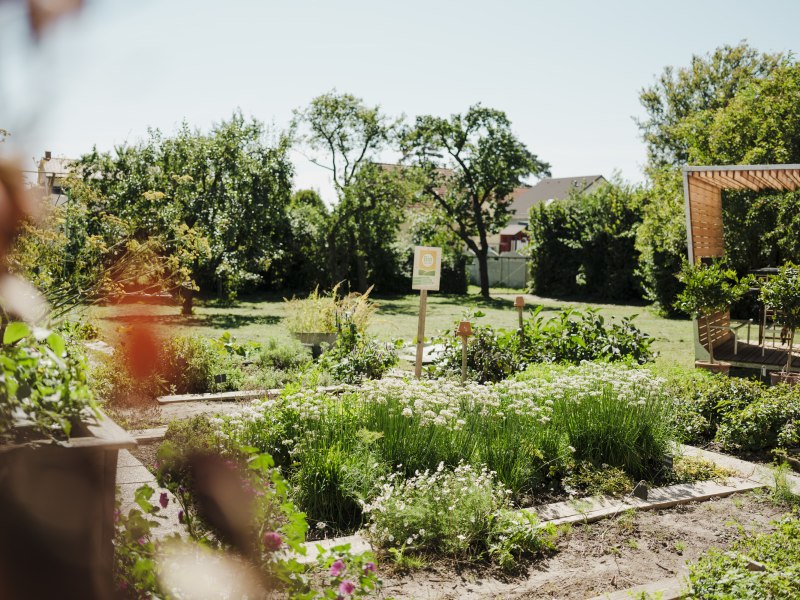 Selbstpflück-Beete und Gartenschere für die Gäste, © Niederösterreich Werbung/Michael Reidinger