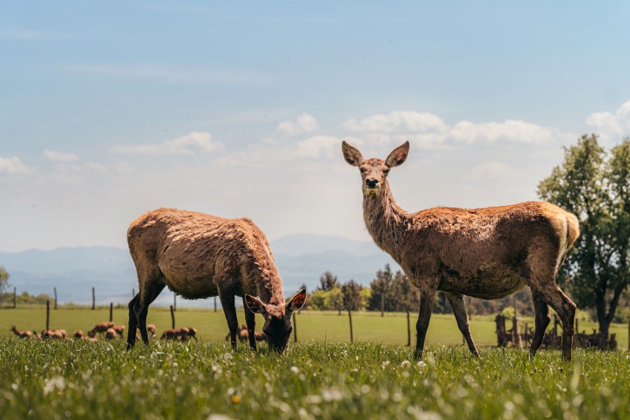 Wirtshaus mit Wildgehege, © Niederösterreich Werbung/Daniela Führer