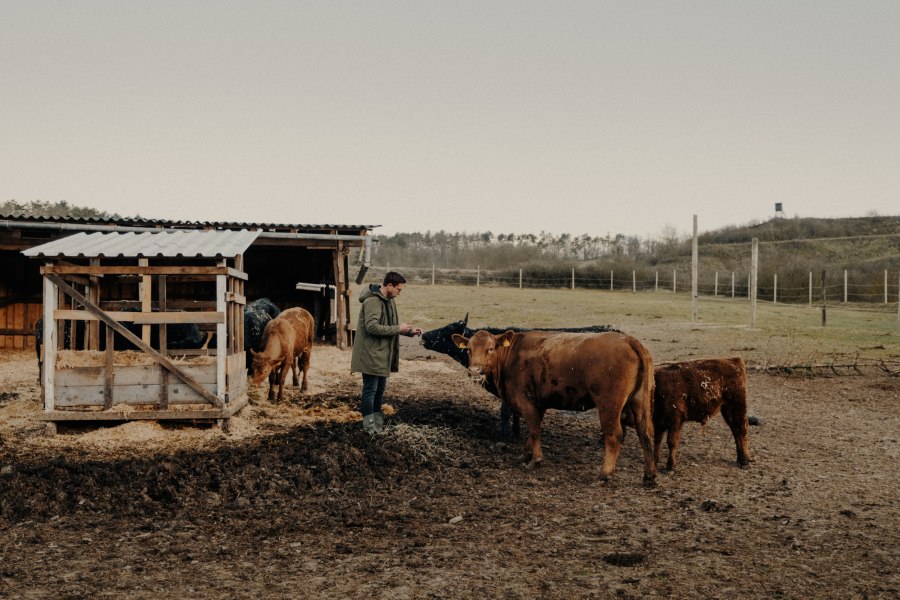 Angus Rinder aus eigener Zucht, © Niederösterreich Werbung/Julius Hirtzberger