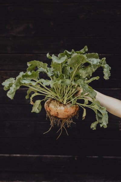 Vielfalt auch im eigener Kräuter-, Obst- und Gemüse-Garten, © Niederösterreich-Werbung/Sophie Menegaldo