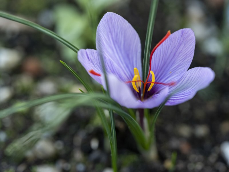 Safranblüte – vom Kräuterbeet direkt in die Küche, © Niederösterreich Werbung/Michael Reidinger